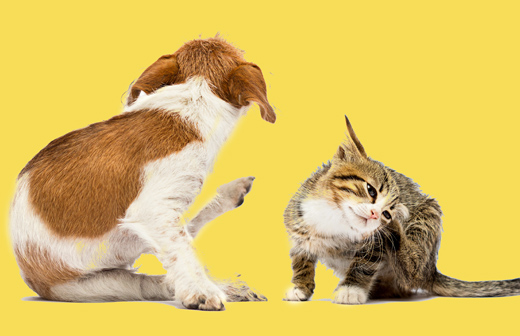 Les diff�rentes allergies chez les chiens et les chats